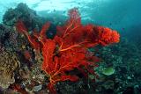 40 Red Gorgonian Fan